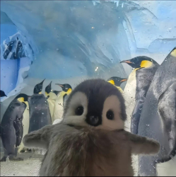 Cánh cụt bị cụt cánh